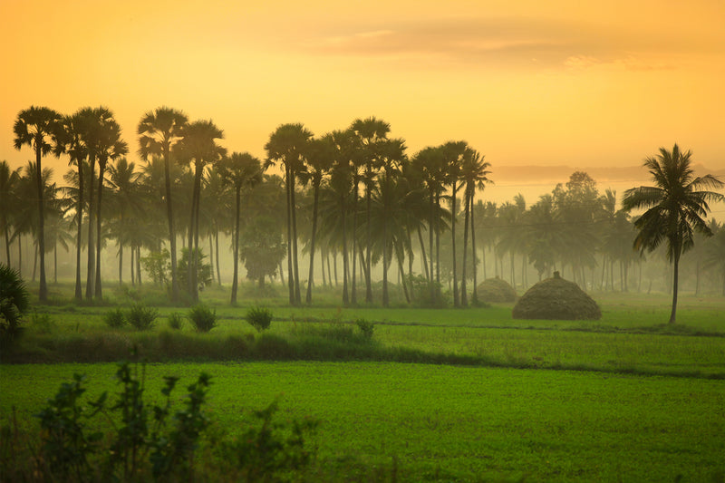 Rice Bowl of India